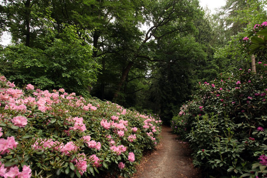 afbeelding van rododendron-struiken in Gooilust, met een wandelpad.