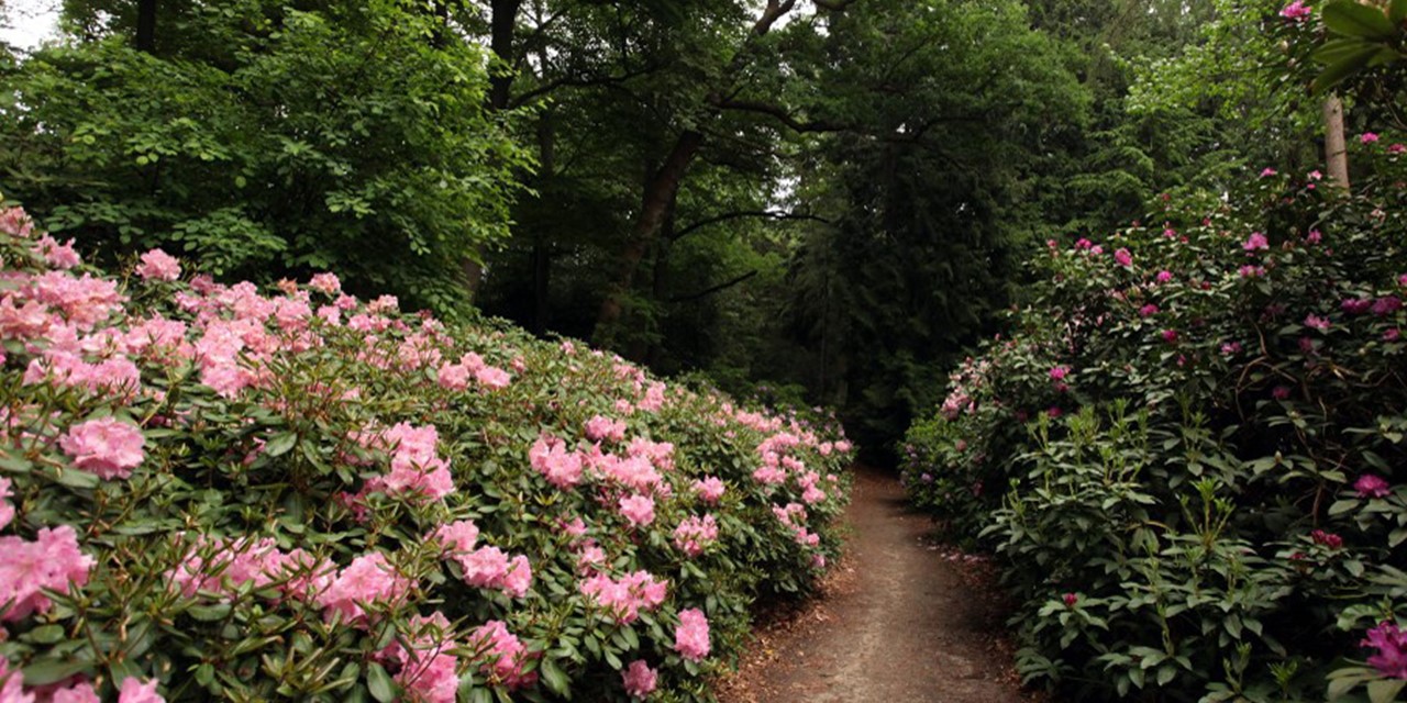 afbeelding van rododendron-struiken in Gooilust, met een wandelpad.