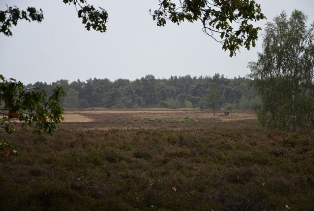 Wandelen over de Sprengenberg op de Sallandse Heuvelrug