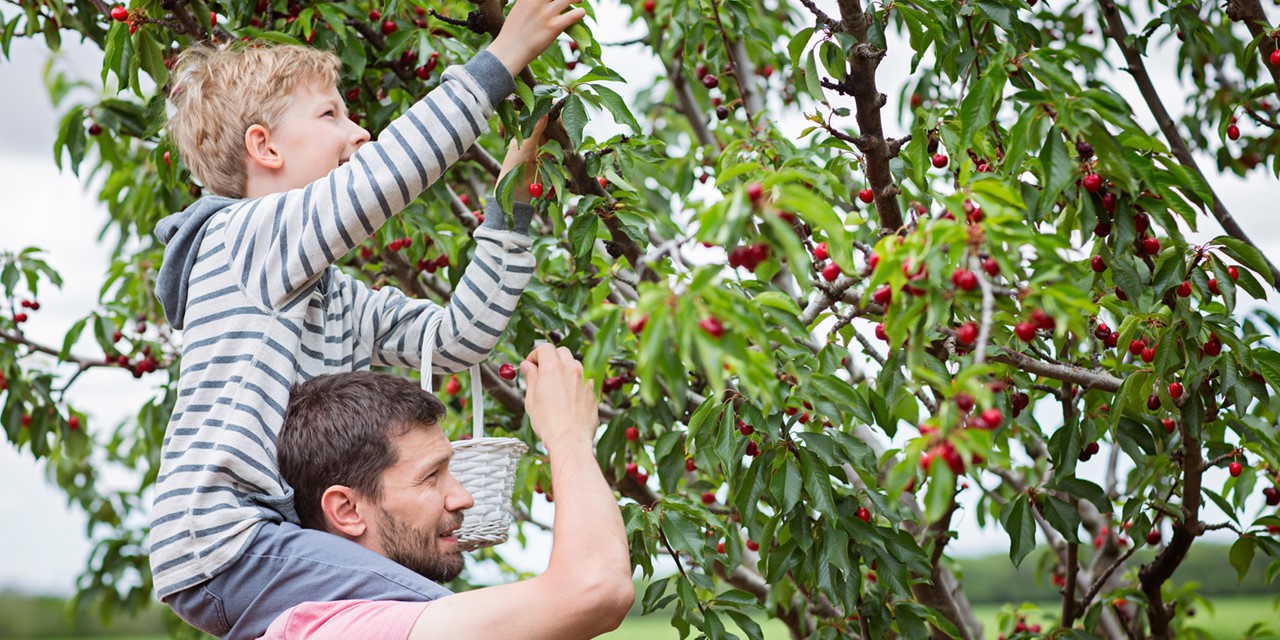 vader en zoon plukken kersen uit de boom.