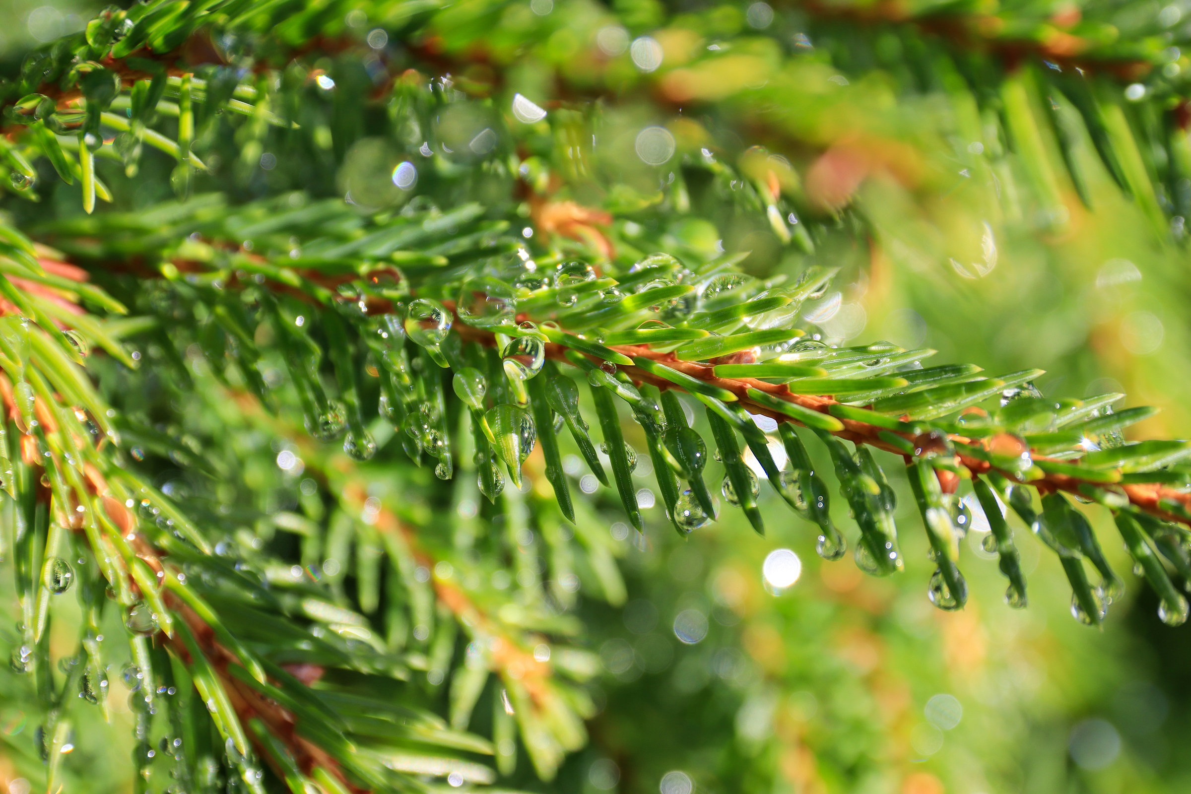 Header | /dennennaalden-als-smaakmakers