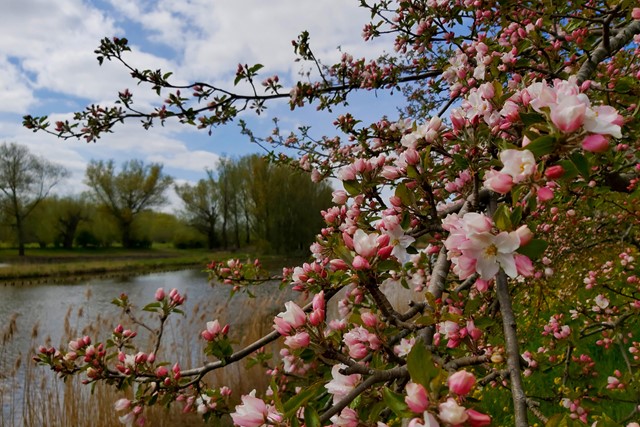 afbeelding van roze bloesem aan de Linge.