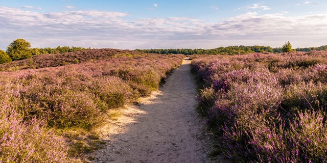 Wandelen Met Kinderwagen Dit Zijn De Mooiste Wandelroutes Hoge Veluwe, Landschappenpad