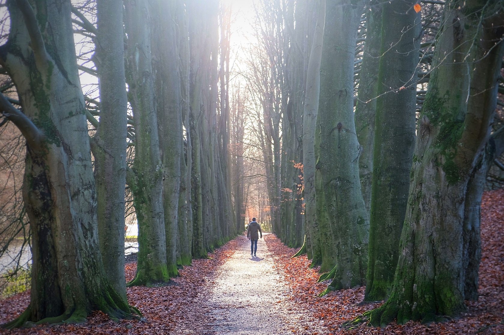 afbeelding van een bomenlaan in Park Zypendaal.