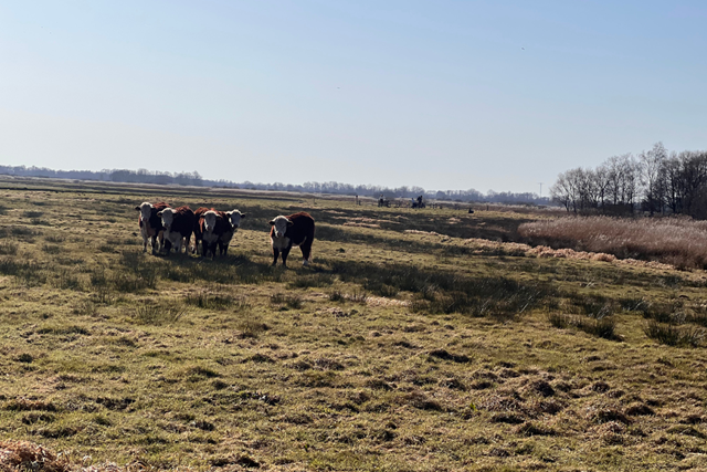Groningse Vierdaagse (2)