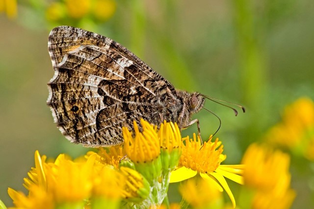 Heivlinder. (Foto: © Hennie Cuper, Flickr)