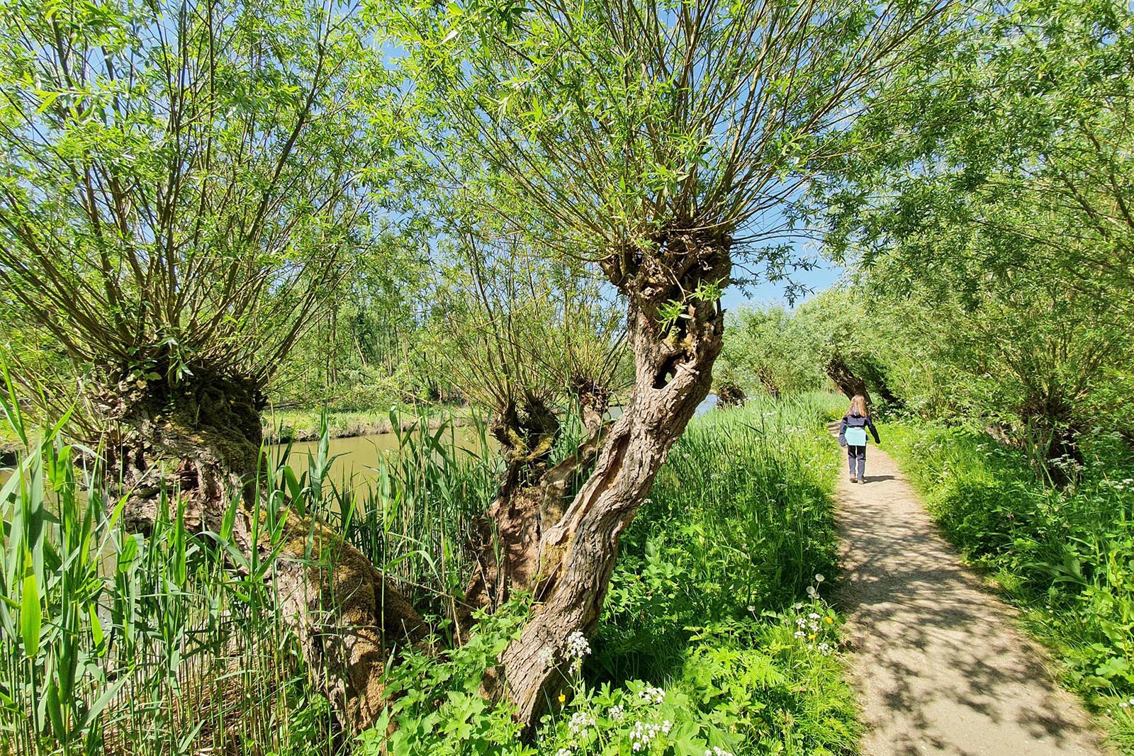 afbeelding van Agnes die langs wilgen en water wandelt.