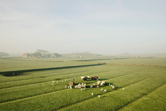 7X De Leukste Wandelexcursies Op Texel: Lammetjeswandeling Texel