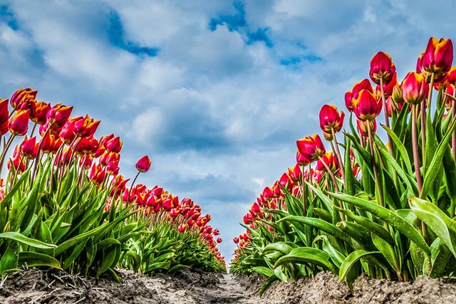 afbeeldingen van bloeiende tulpen.