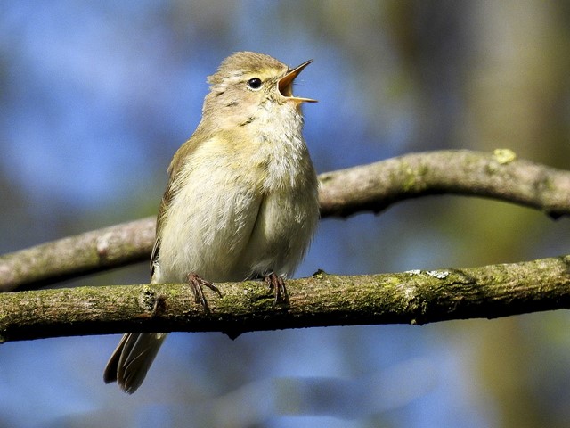 Afbeelding 3 |  Natuurtips: hier moet je tijdens je lentewandeling op letten