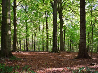 ANWB Routeplanner Wandelen wandelroutes plannen ANWB