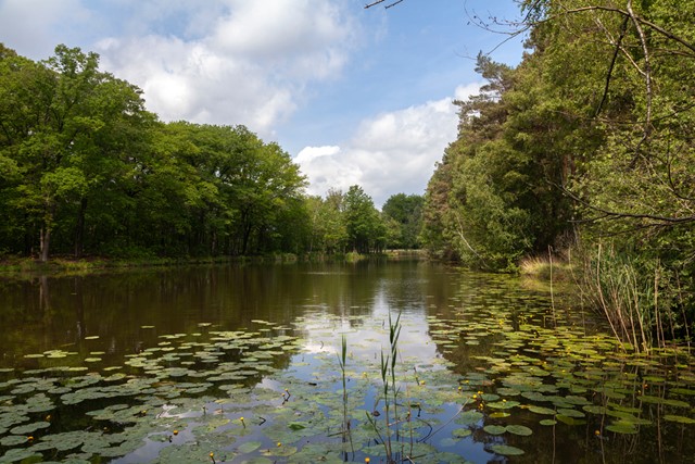 afbeelding van een poel met waterlelies.
