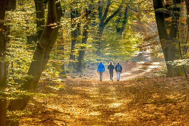 afbeelding van die wandelaars in een herfstbos.