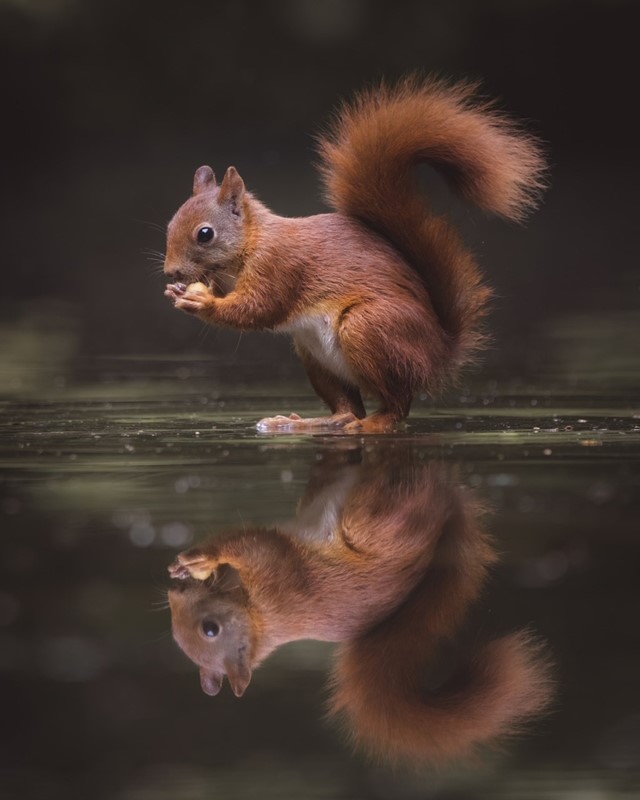 afbeelding van een eekhoorn die gespiegeld wordt door het water.