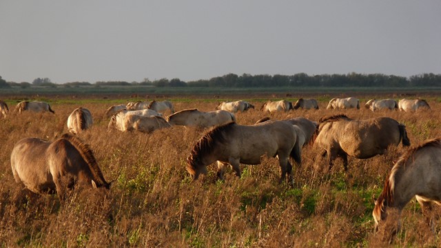 Konikpaarden