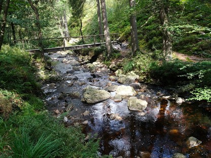 Vallée de la Hoëgne (Belgische Ardennen)