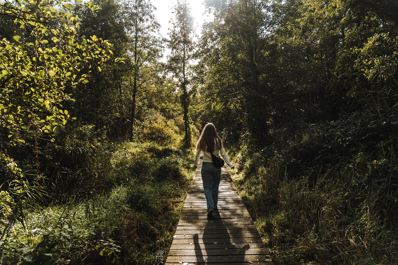 Vrouw wandelt over een vlonderpad door een zonnig bos, wandelroute Kempenbroek Stramproy