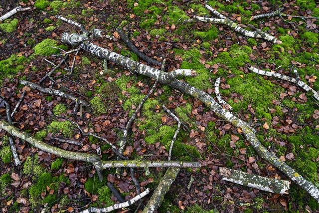 Wandelen in de ijstijd Landgoed De Hamert; takken