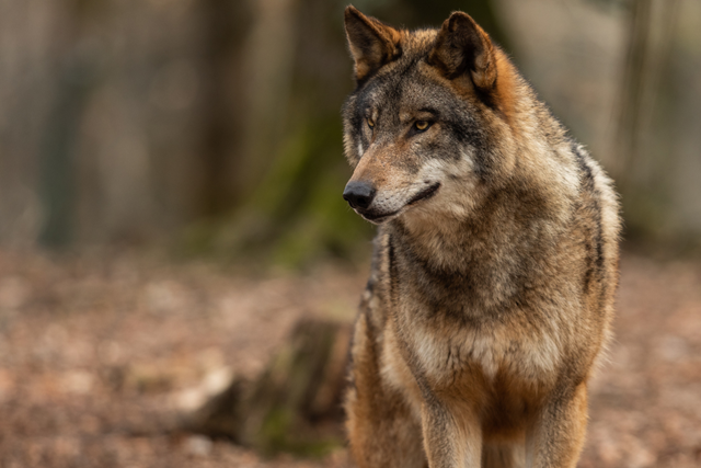 Wat Moet Je Doen Als Je Tijdens Je Wandeling Een Wolf Tegenkomt Wolf Gezien Melden