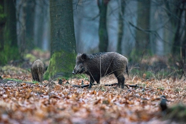 Wandelroute Nationaal Park De Hoge Veluwe Otterlo Wilde Zwijnen