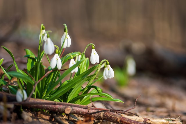 afbeelding van het witte sneeuwklokje in het bos.