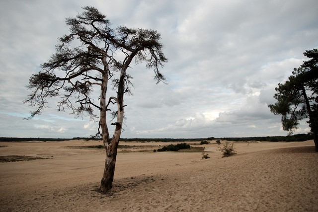 Drunense Duinen | Loonse Duinen