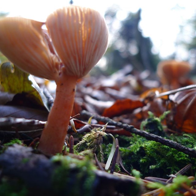 Vijf mooie paddenstoelenwandelingen in Nederland Heumensoord