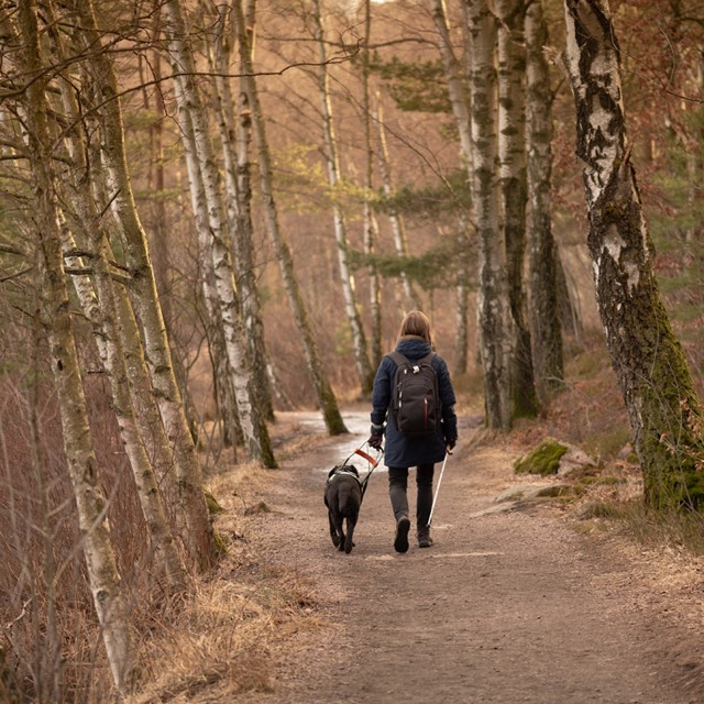 afbeelding van een wandelaar met een geleidehond in het bos.