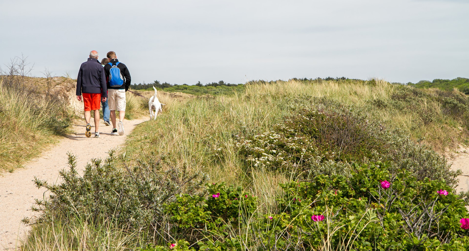 Met de hond wandelen op Texel: in de duinen