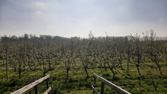 Afbeelding fruitbomen