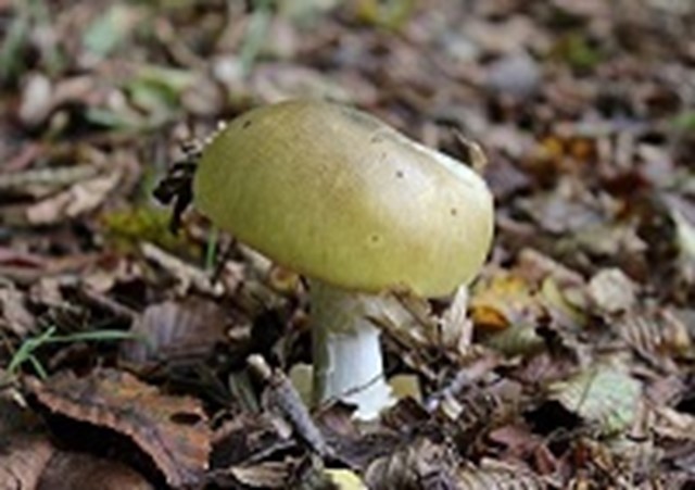 Groene knolamaniet