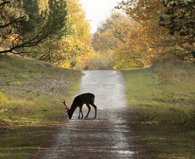 Hertje in Nationaal Park Dwingelerveld