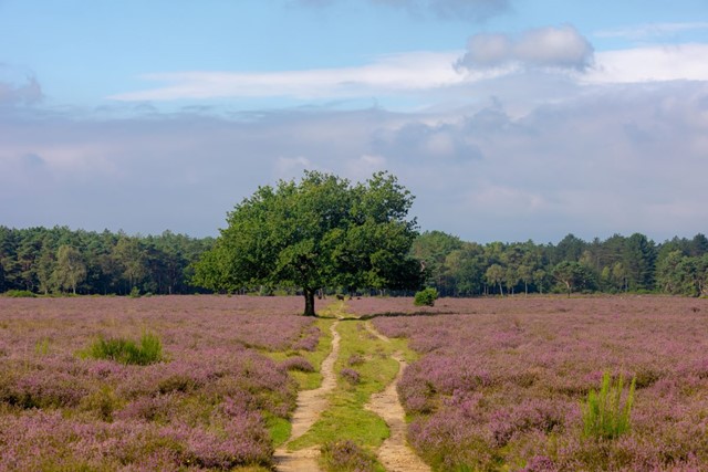 Het Noord Hollandpad Van Texel Naar Het Gooi: Bussumerheide Omgeving
