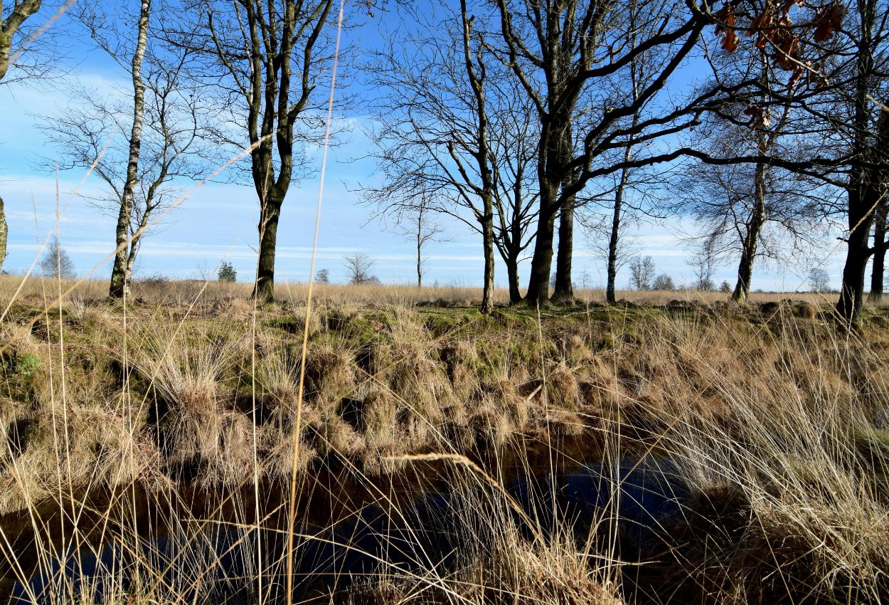 Drenthe (Foto © Jelmer Toering / Unsplash)