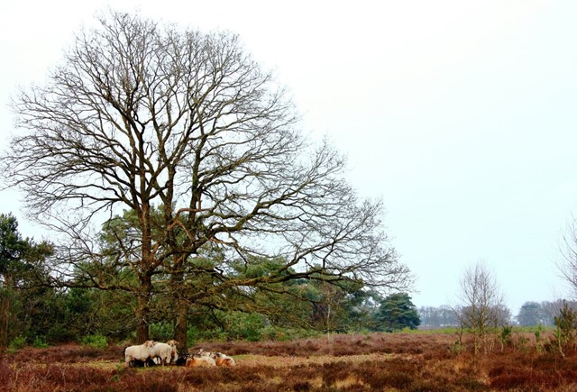 Drenthe (Foto © Lex Noordhoff / Unsplash)