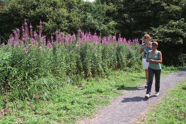 Wilgenroosjes langs het wandelpad 