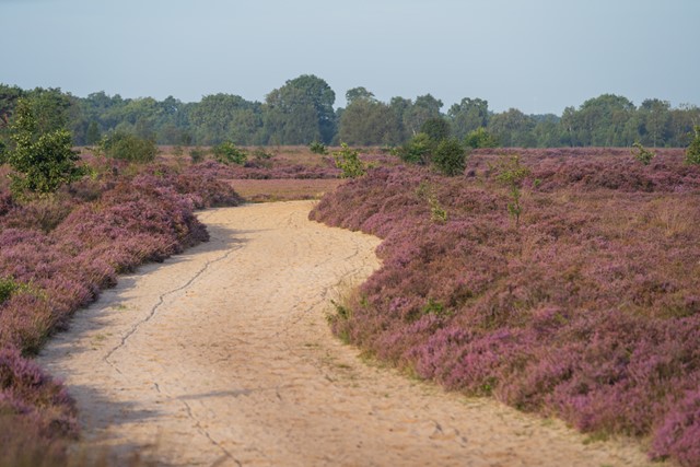 een slingerend zandpad door de paarse heide.