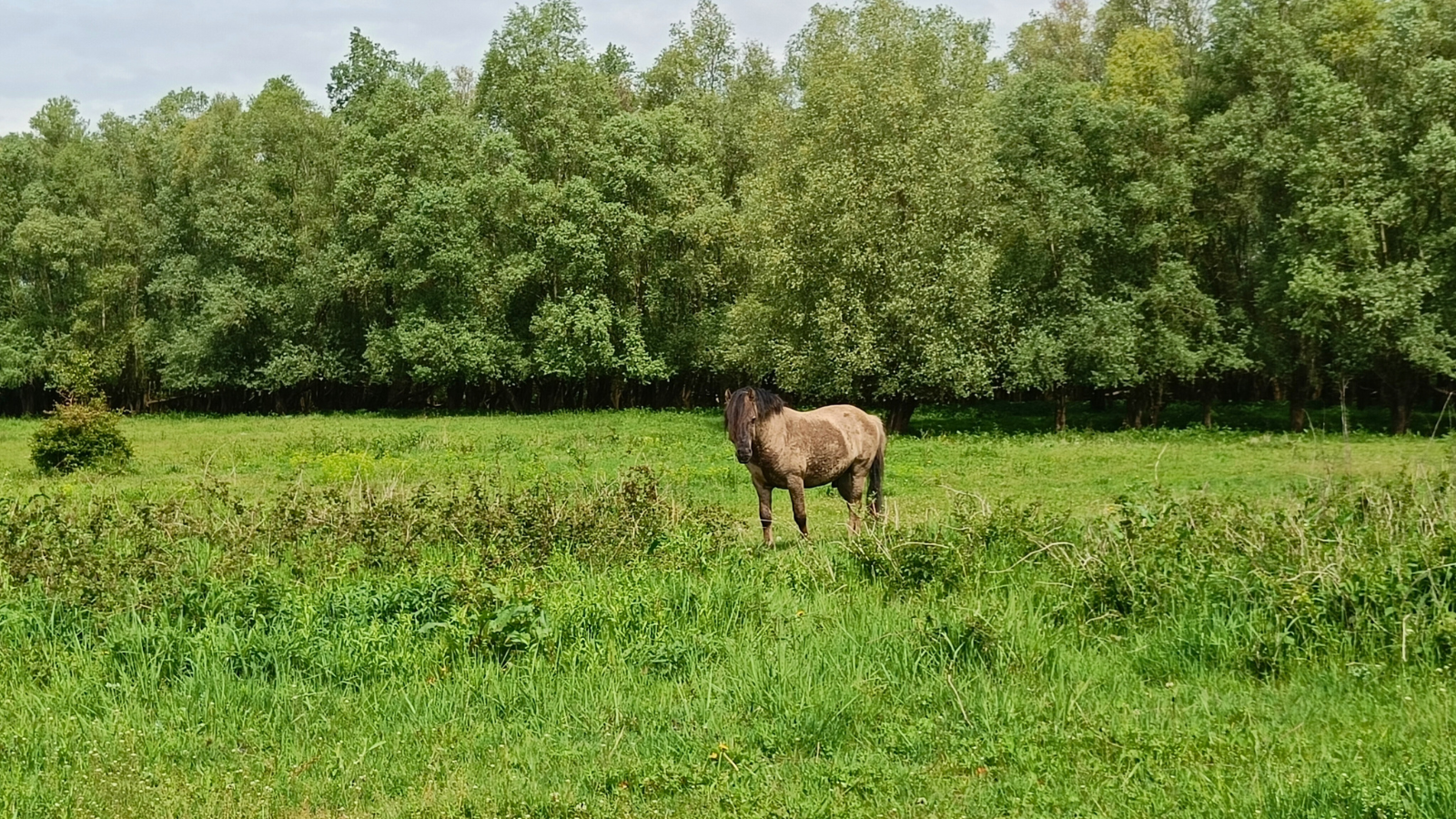 Wandelroute Pannerden Tussen Oude Rijn En Oude Waal