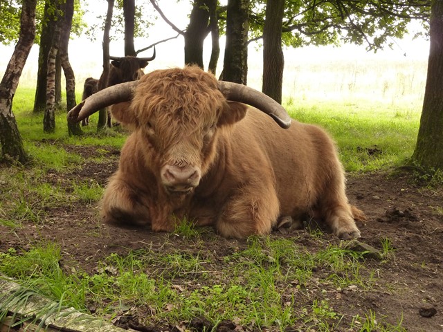schotse hooglander