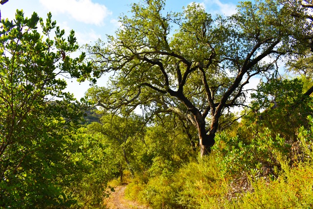 Pad tussen de bomen langs de beek
