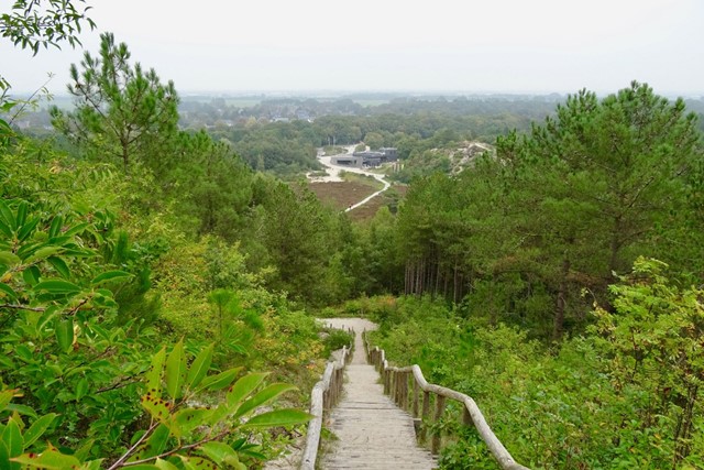 Schoorlse duinen