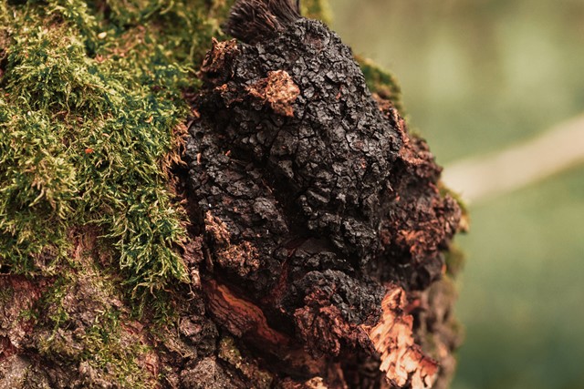 Chaga.