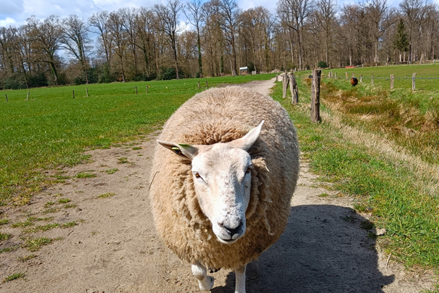 Wandelroute Landgoed Twickel Umfassungsweg Schapen Erve Bokdam