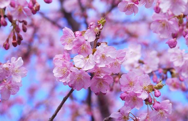 Afbeelding 5 | Wandelen in de lente: 5 routes langs bloeiende fruitbomen