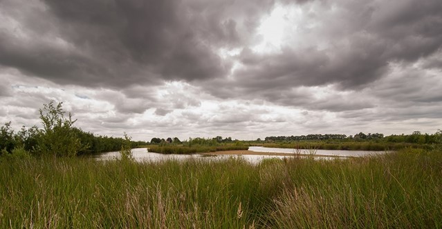 De Schammer