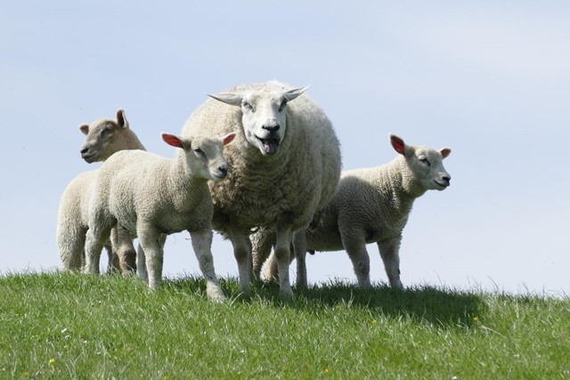 De Mooiste Pelgrimstochten In Eigen Land St. Odulphuspad (Friesland)