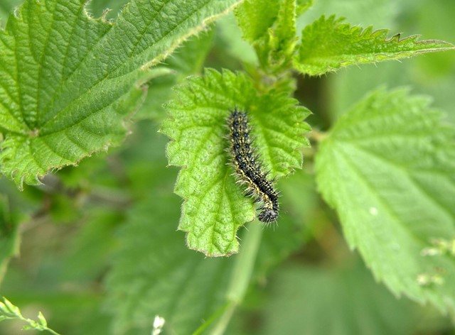 Rups op brandnetel