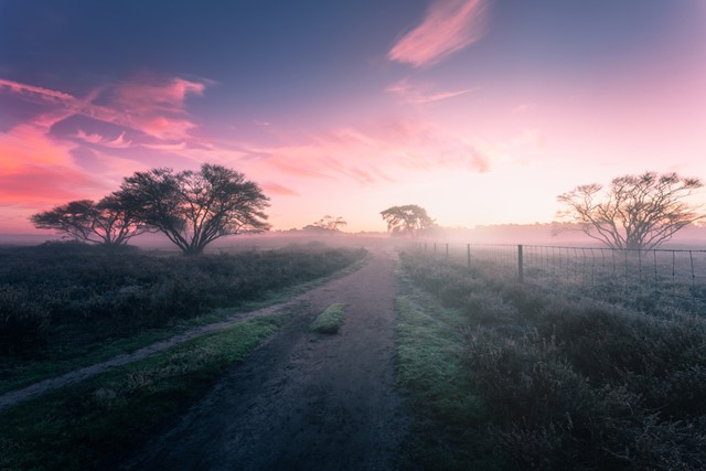 Landweggetje op een mistige ochtend op de Zuiderheide. 