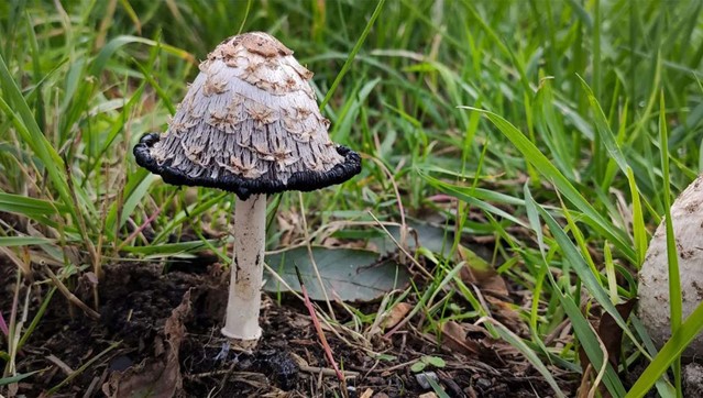 Gezondnatuurwandelen Wandel.Nl 4