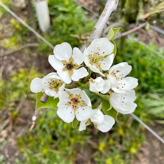 afbeelding van witte bloemen op een bloeiende fruitboom.